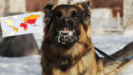 DSÖ'den kuduz sorununun çözümü için 'sorumluluk alınmalı' çağrısı! Türkiye riskli ülkeler listesinde - gundem