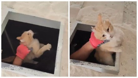 Kimyasal makinesine düşen kedi son anda kurtarıldı - dunya