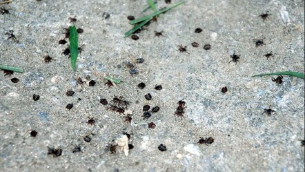 Sivas Valiliği'nden kene uyarısı! 22 pozitif vaka tespit edildi - gundem