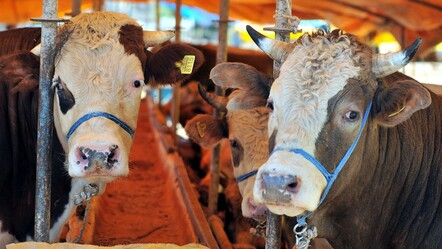 Vatandaşın beklediği oldu! Satış olmayınca kurbanlıklara indirim geldi - gundem