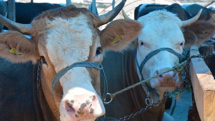 Bakanlık duyurdu: Kurban Bayramı'nda bunu yapan yandı! Ceza yağacak - haberler