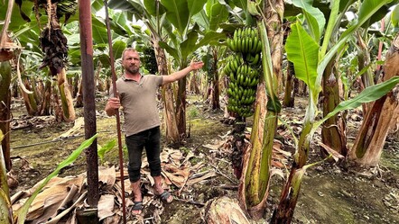 Deprem bölgesinde hasat zamanı! Muzun kilosu tarlada 32 TL - ekonomi