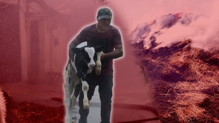 Edirne'de çiftçiler hayvanları kurtarmak için canları pahasına alevlerin ortasına daldılar - gundem