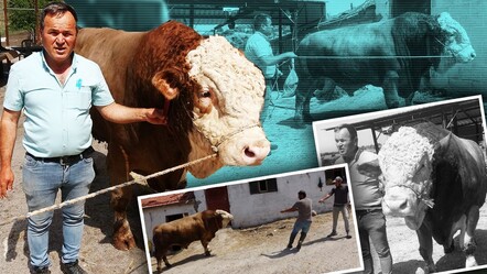 Kurbanlıklar ne kadar? 1 ton 700 kilogramlık boğa, araba fiyatına satışta - saglik