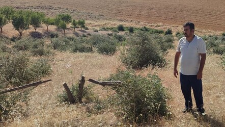 Yüzlerce zeytin ağacını kestiler! Sabah tarlaya giden vatandaşın dünyası başına yıkıldı - ekonomi