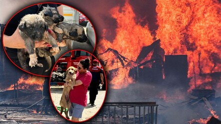İzmir'de palet depolarında dev yangın! Belediyenin barınağındaki kedi-köpekler tahliye edildi - gundem