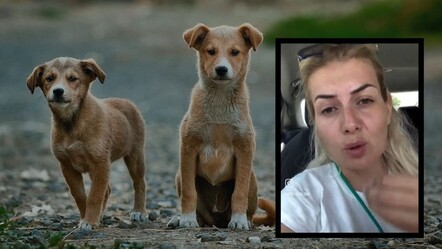 Kuduz riski taşıyan köpekleri Ankara'ya getiren Buket Özgünlü ve şoför hakkında dava açıldı - gundem