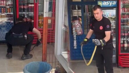 Markette yılan paniği! Görür görmez ekiplere haber verdiler - gundem