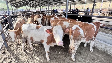 Kurban eti için kist hidatik uyarısı; ölüme kadar götürebiliyor - haberler