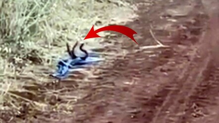 Siverek’te 3 yılanın dansı görenleri şaşırttı - gundem