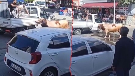 Kurban Bayramı'nın ilk 'kaçan boğayı yakalama' operasyonu İstanbul'da gerçekleşti - gundem