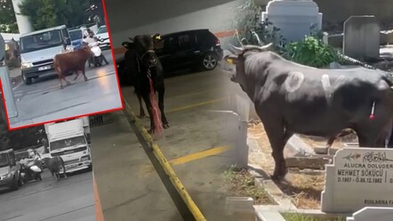 Kaçan kurbanlıklar zor anlar yaşattı! İşte ilginç kareler - gundem