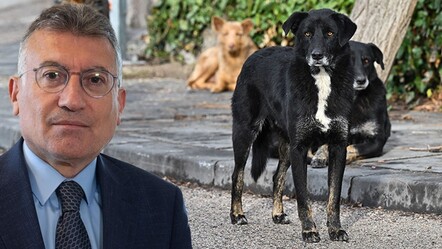 AK Parti'den 'başıboş sokak köpekleri'yle ilgili yeni açıklama! 