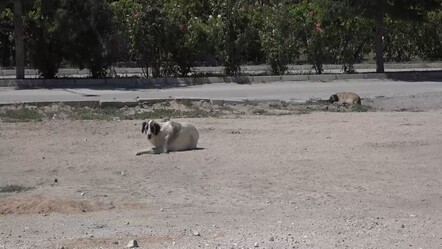Şanlıurfa'nın ardından Niğde'de de kuduz şüphesi! - yasam