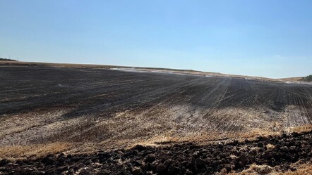 Elektrik direğine çarpan kuş tarlayı yaktı - gundem