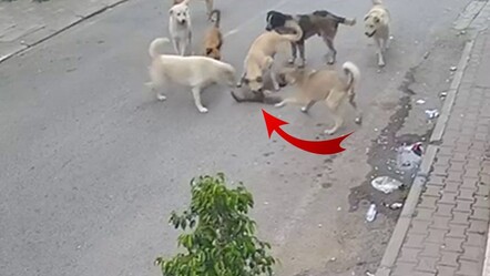 Kan donduran görüntü! 8 başıboş köpek kediyi telef etti - gundem
