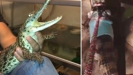 Evinde 1.5 metrelik timsah besleyen şahıs gözaltına alındı! Tasmayla gezdirip video çekmiş - dunya