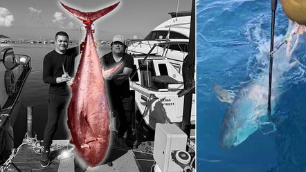 4 kişi 1 saatte zor yakaladı! 154 kiloluk devasa orkinos Hataylı usta balıkçıların elinden kurtulamadı - gundem