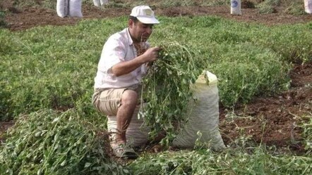 Osmaniye'de sır ölüm! Evinden çıkıp tarlasına gitti, cansız bedeni bulundu - gundem