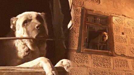 Günlerdir kayıp olan köpeği tel örgüyle hapsedip ölüme terk ettiler - gundem
