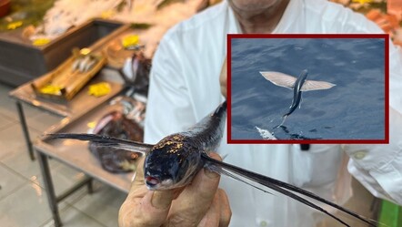 Marmara Denizi'nde yakalanan uçan balık, uzun süre havada kalabiliyor - gundem