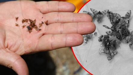 Havalar ısındı sayıları arttı! Adana'da Akdeniz Meyve Sineği kâbusu başladı - gundem