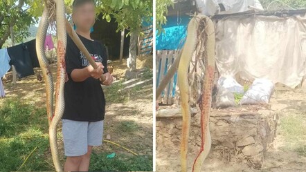 Bursa’da dev yılan paniği! Tarlaya girdi, vatandaşları korkuttu - gundem