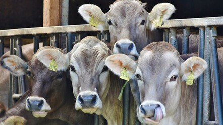 Dünyada ilk! Hükümet ve çiftçiler anlaştı: İnek başına vergi alacaklar - gundem