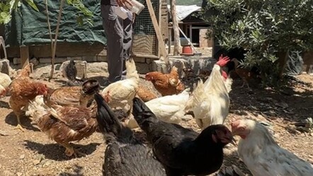 Başıboş sokak köpekleri kümese girdi, 40 hayvanı telef etti - gundem