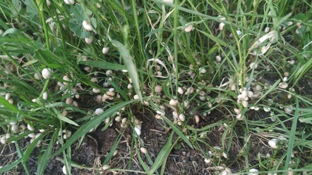 Böylesi ilk kez görüldü! İki ilçe istila altında, ilaçlama fayda etmiyor - yasam