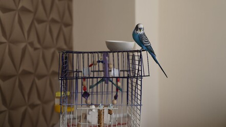 Duyanlar şaşıp kalıyor: Muhabbet kuşundan