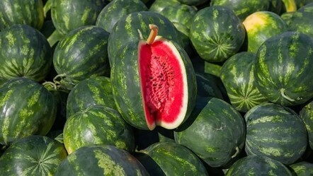 Karpuz seçme devri kapandı! Yapay zeka artık karpuz seçebiliyor - yasam