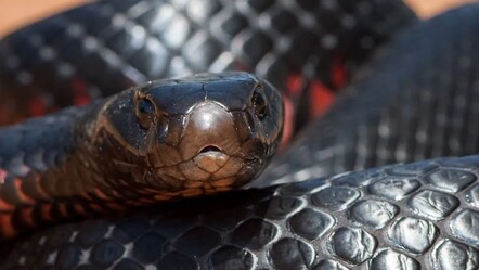 Yolunu kaybeden yılan inşaat alanına girdi: Gören inanamıyor, boyu 3 metreyi aşıyor - gundem