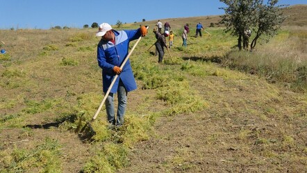 Maaşları 45 bin liraya çıktı! Yozgatlı çiftçi tırpan işçisi bulamıyor - dunya