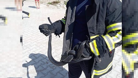 Samandağ'da eve giren yılanı görenler dehşete kapıldı! - dunya