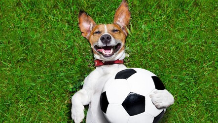 Şampiyonlar Ligi maçlarını doğru tahmin ettirmişti! Türkiye-Avusturalya maçı soruldu... - spor