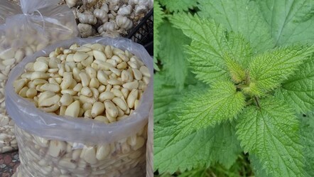 Tedavi destekleyici ürün geliştirdiler! Duyunca şaşıracaksınız! Meğer o hastalıklara... - yasam