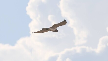 Sürüngen avcısı olarak biliniyordu! Iğdır'da 'Yılan kartalı' görüntülendi - dunya