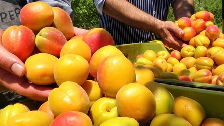 Aşırı sıcaklarda kalp hastalarına uzman uyarısı: Günde 3 tane kayısı tüketin - saglik