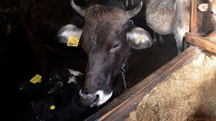 İneğin saldırdığı kadın hayatını kaybetti - gundem