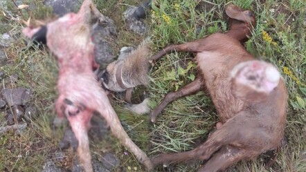 Kurtlar koyun sürüsüne saldırdı: 9'u telef oldu, 2'si kayıp - gundem