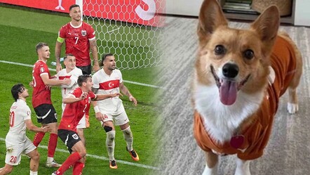 Geçen maçı bilmişti! Fenomen köpekten, Türkiye-Hollanda maçı için skor tahmini - haberler