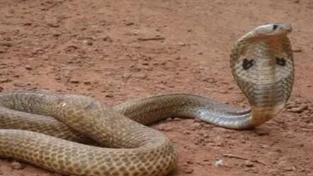 Kendisini ısıran yılanı, 2 kez ısırarak öldürdü! İşte ilk sözleri - dunya