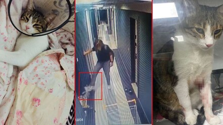 Kedi Şirine'yi tekmeleyerek 4. kattan atan akademisyen Elanur Pilici'nin cezası belli oldu - gundem