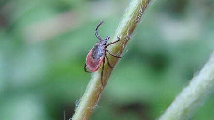 Son bir ayda 8 vaka! Kentte 'öldüren virüs' alarmı verildi, can kayıpları artıyor - dunya