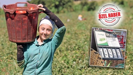 Etiketleri güneş çarptı! Aşırı sıcaklardan dolayı birçok yaz ürünü tarlada yandı, fiyatlar fırladı - yasam