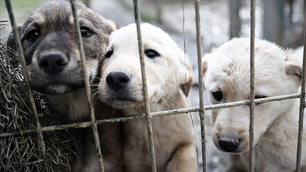 Başıboş köpek sorunu çözüme kavuşuyor! Kanun teklifi diğer partilere sunuldu - ekonomi