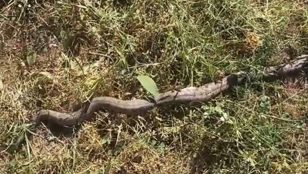 Tarlada ot biçerken gördüler! Zehirli 'koca engerek' paniği - gundem