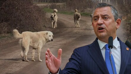 Özgür Özel, 'başıboş sokak hayvanları' düzenlemesine tepki gösterdi - politika