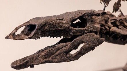 Fiyatı dudak uçuklattı! Dinozor iskeleti 44,6 milyon dolara satıldı! - haberler